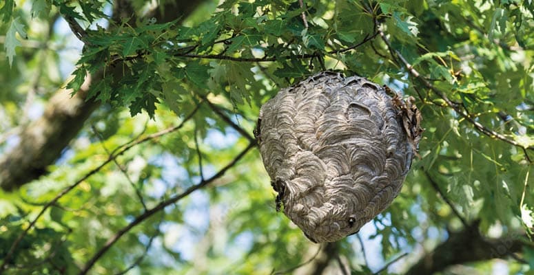 Image-775x400-Frelon-18.jpg