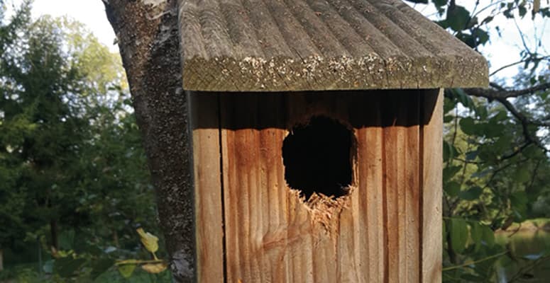 Image-775x400-Nichoir-17.jpg