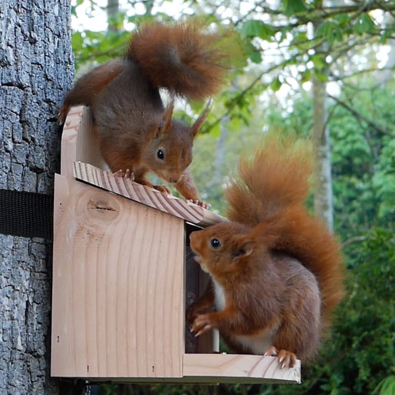 Mangeoire écureuil / oiseaux - 4