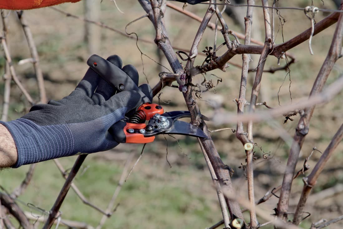 2 + 1 gratuit, Sécateur PXR-M2, Bahco - 2