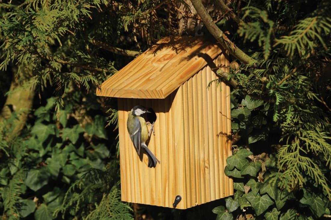 Nichoir à mésanges charbonnières - 2