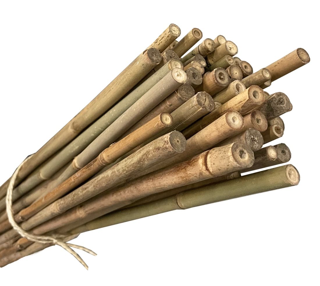Tuteurs bambou - 1