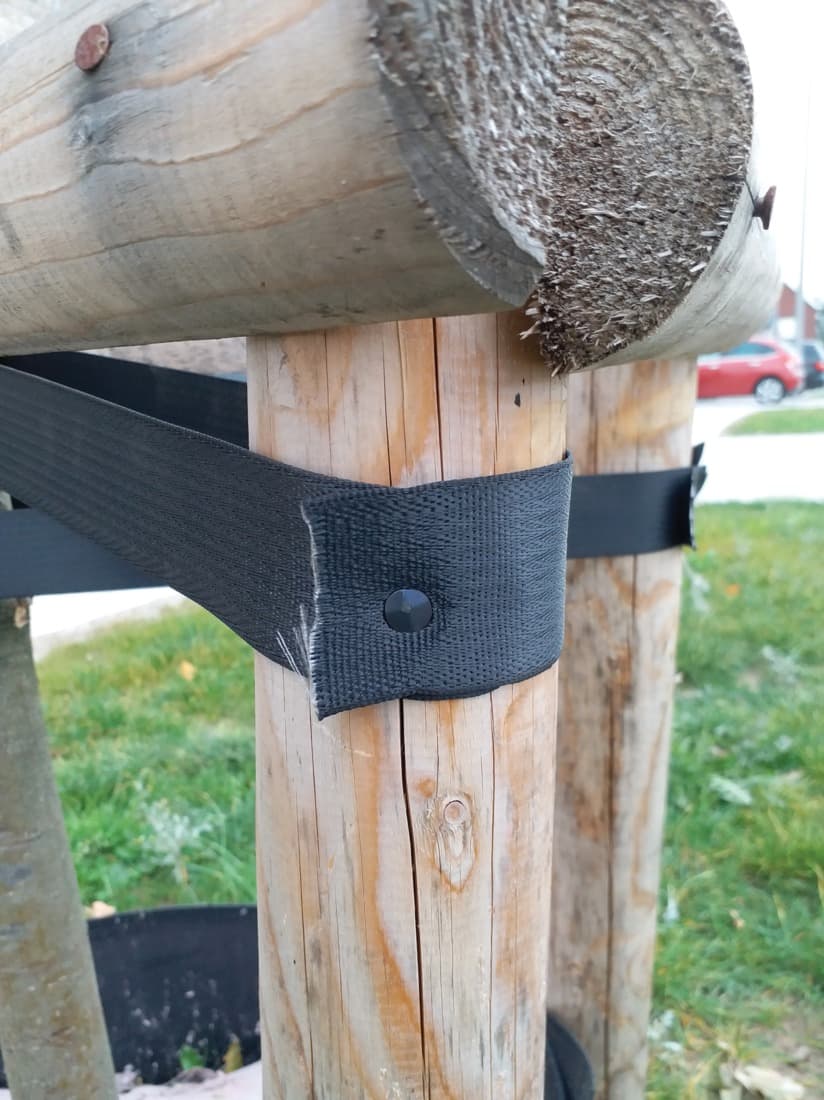 Bande arbre polypropylène - 4