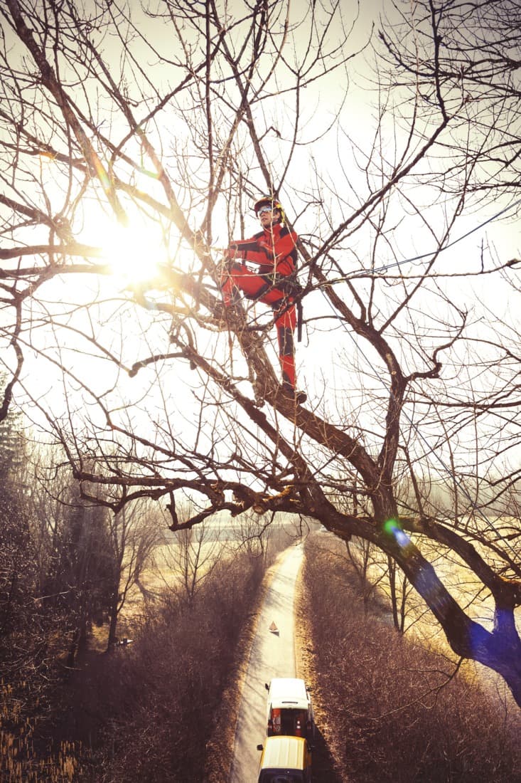 Casque Protos Integral Arborist - 4