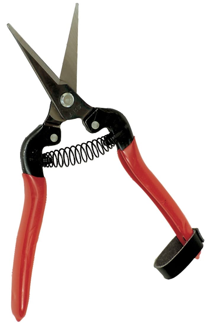 Épinette - 2